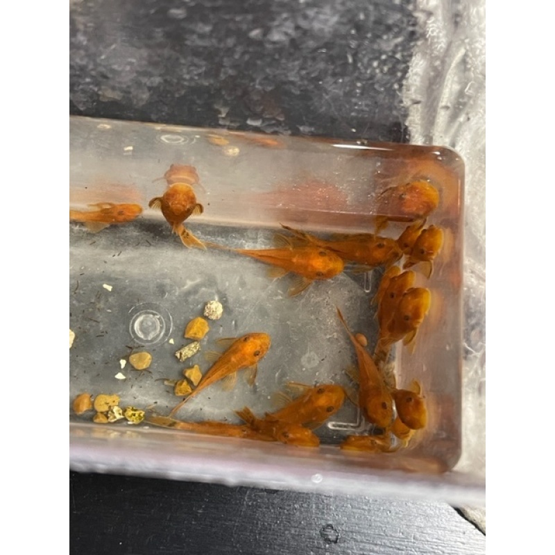 6 Super Red Plecos German Strain Short fin