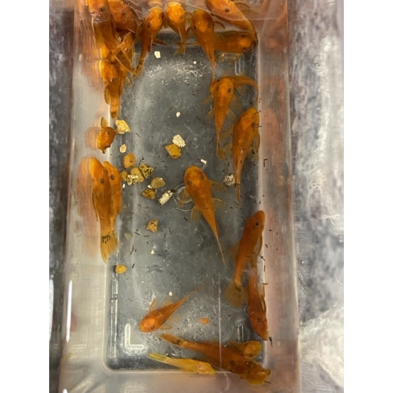 6 Super Red Plecos German Strain Short fin