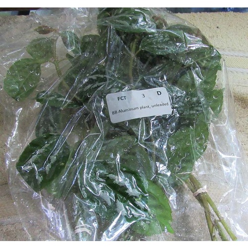 12 bunches Aluminum Plant