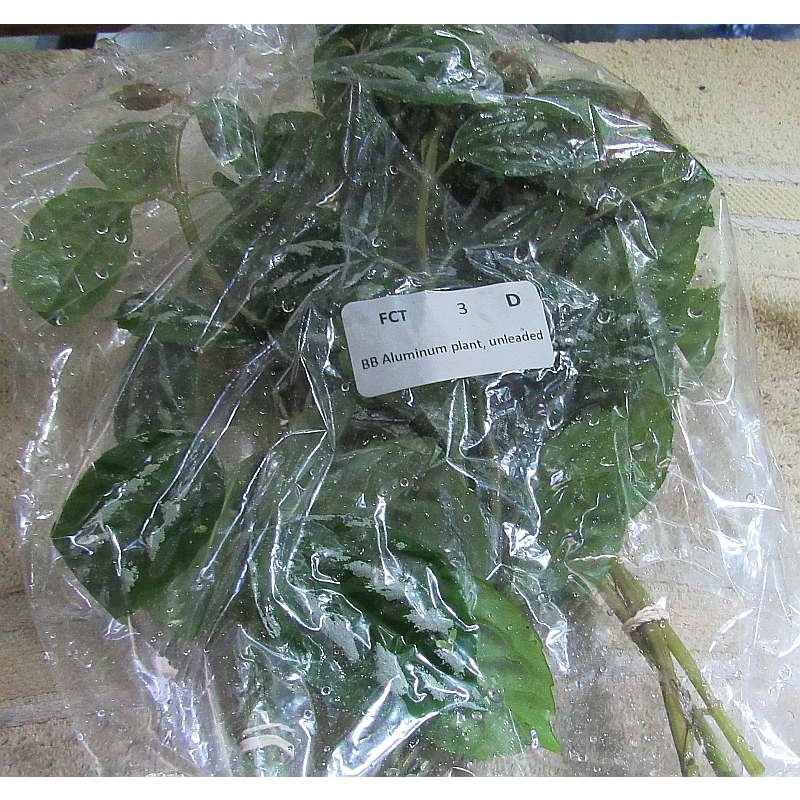 12 bunches Aluminum Plant