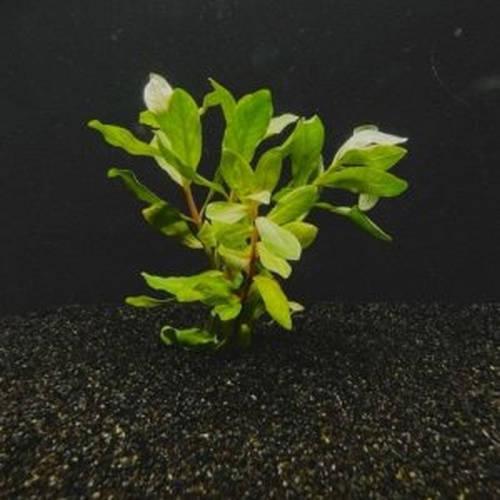 12 bunches, 36 plus stems of Ammania Gracilis