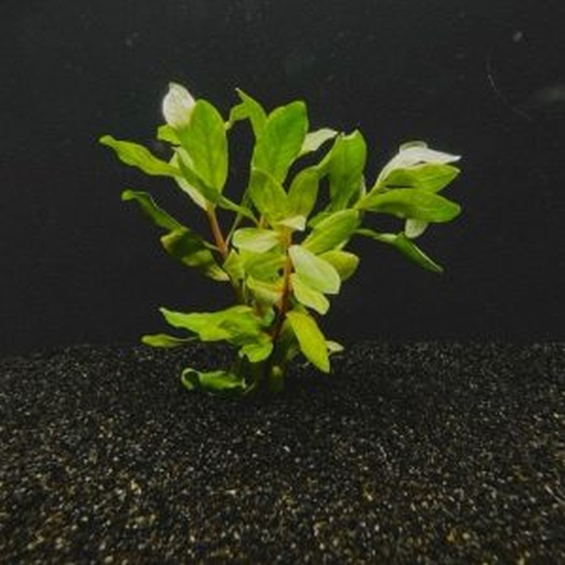 12 bunches, 36 plus stems of Ammania Gracilis