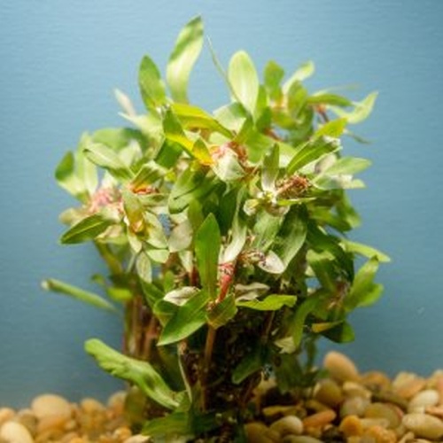 12 bunches, 36 plus stems of Ammania Senegalensis