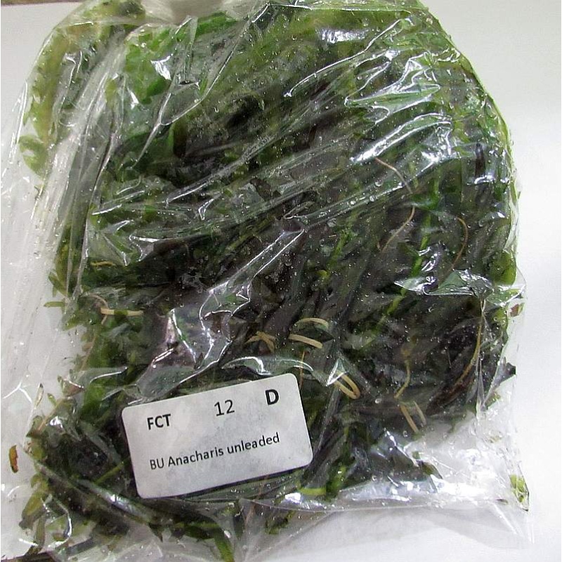 12 bunches, 36 plus stems of anacharis