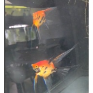 Koi Angelfish Pair #1