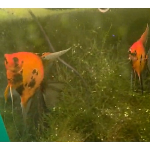 Koi Angelfish Pair #2