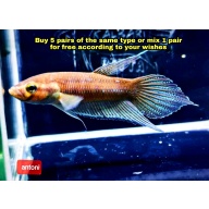 protect from extinction wild betta antoni pair