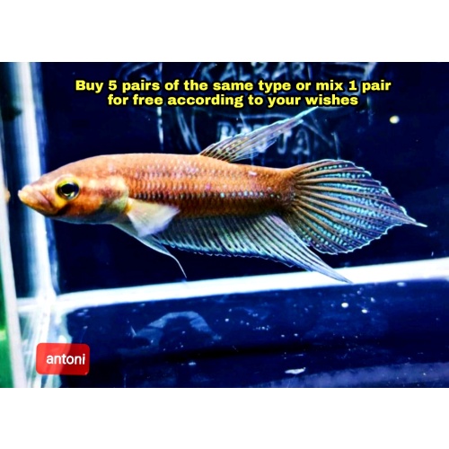 protect from extinction wild betta antoni pair