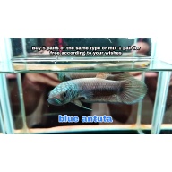 protect from extinction wild betta antuta blue face pair