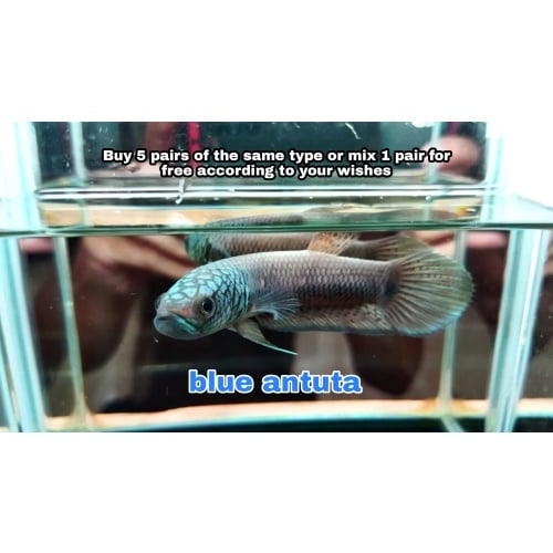 protect from extinction wild betta antuta blue face pair
