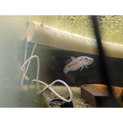 Betta sp. "Antuta" x1 PROVEN ADULT PAIR