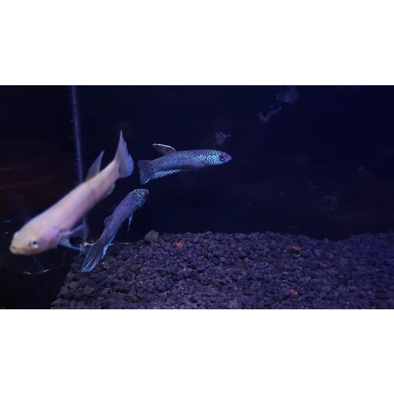 protect from extinction wild betta antuta blue face pair