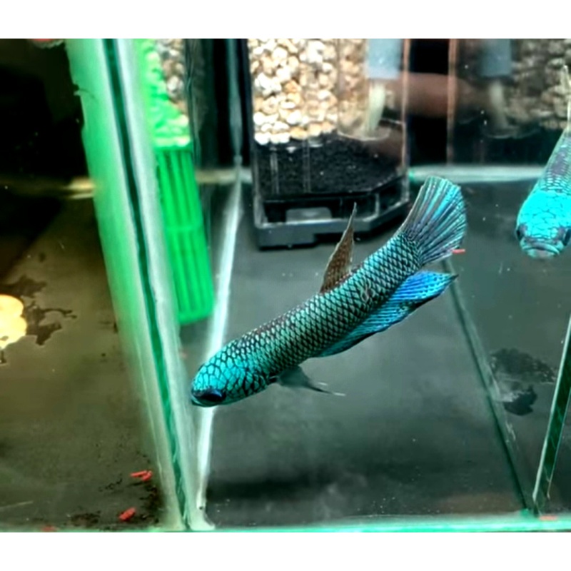 protect from extinction wild betta antuta blue azure pair