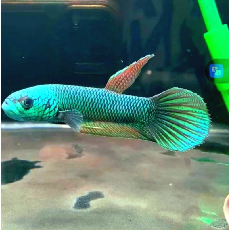 protect from extinction wild betta antuta blue azure pair