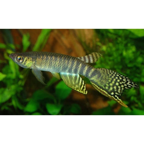 Aphyolebias peruensis Canto Gallo 30+ eggs
