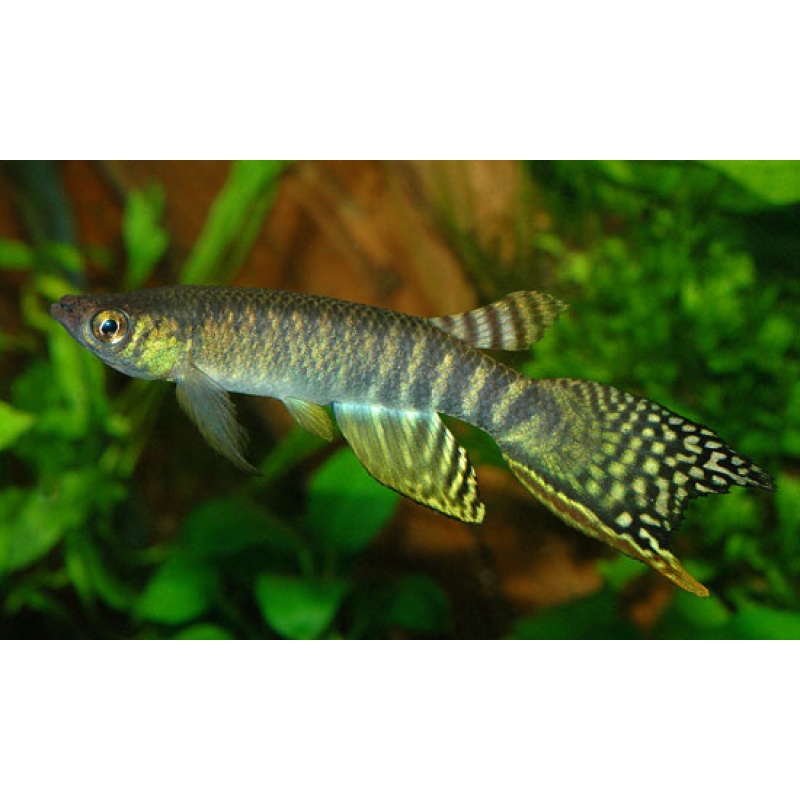 Aphyolebias peruensis Canto Gallo 30+ eggs