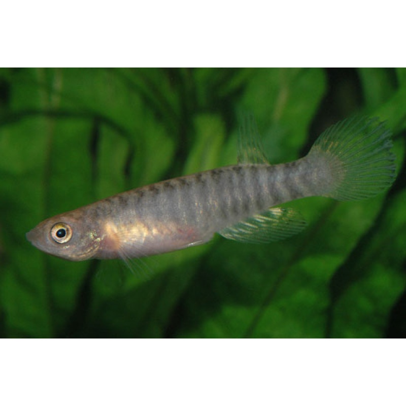 Aphyolebias peruensis Canto Gallo 30+ eggs