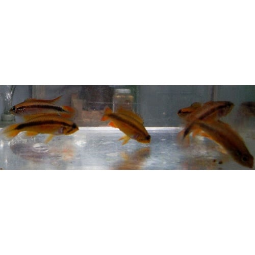 group of 4  Apisto Agasizzi Red