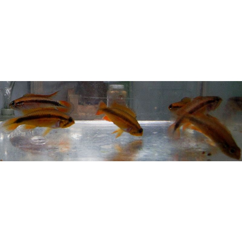 group of 4  Apisto Agasizzi Red