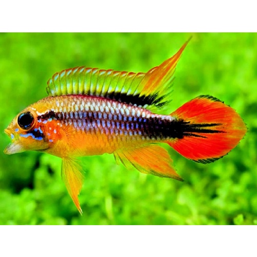 TRIO (1M+2F) Apistogramma agassizii Double Red