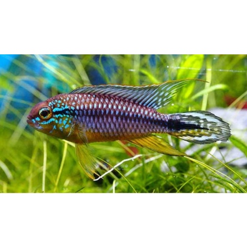 Apistogramma agassizii F1 Pair