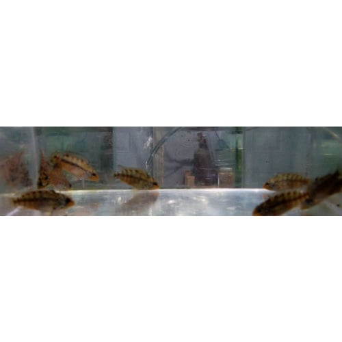 group of 4  Apisto Red Point