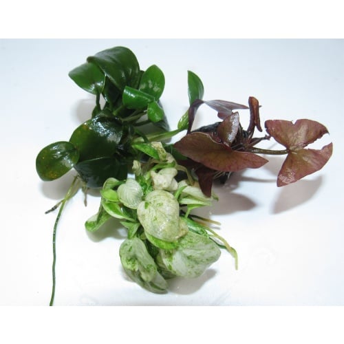 3 Live Aquarium Plant Bundle: Anubias Pinto, Petite & Sprouted Red Tiger Lotus