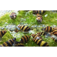 group of 30 assassin snails