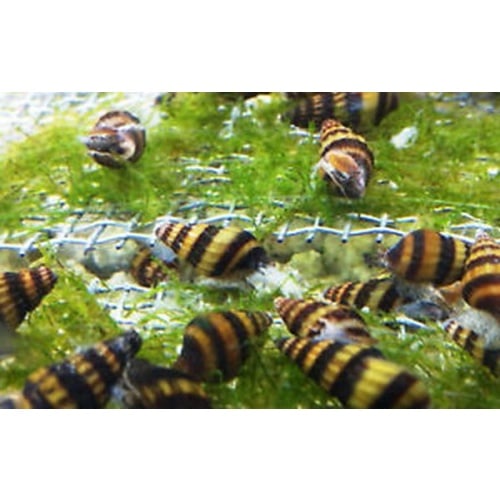 group of 30 assassin snails