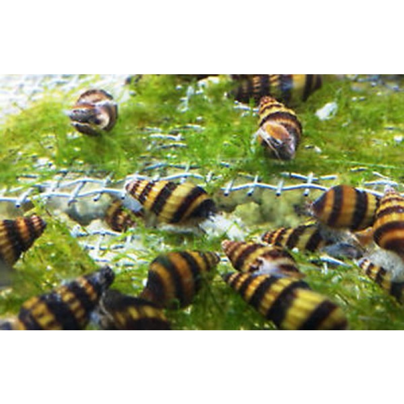 group of 20 assassin snails