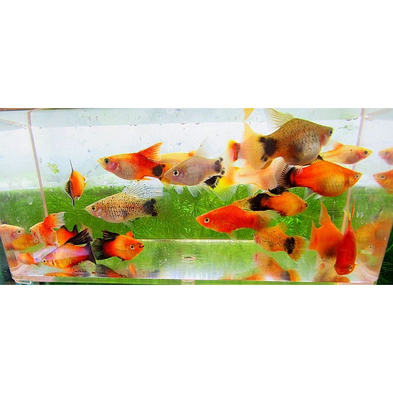 6 assorted high fin platys