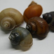 12 assorted mystery snails