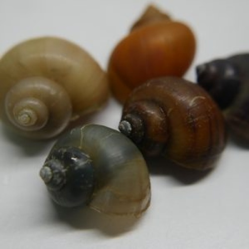 20 assorted mystery snails