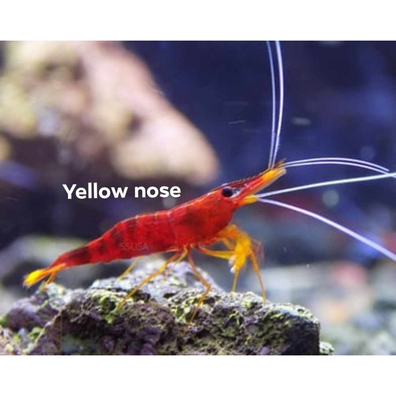 Sulawesi shrimp and snail