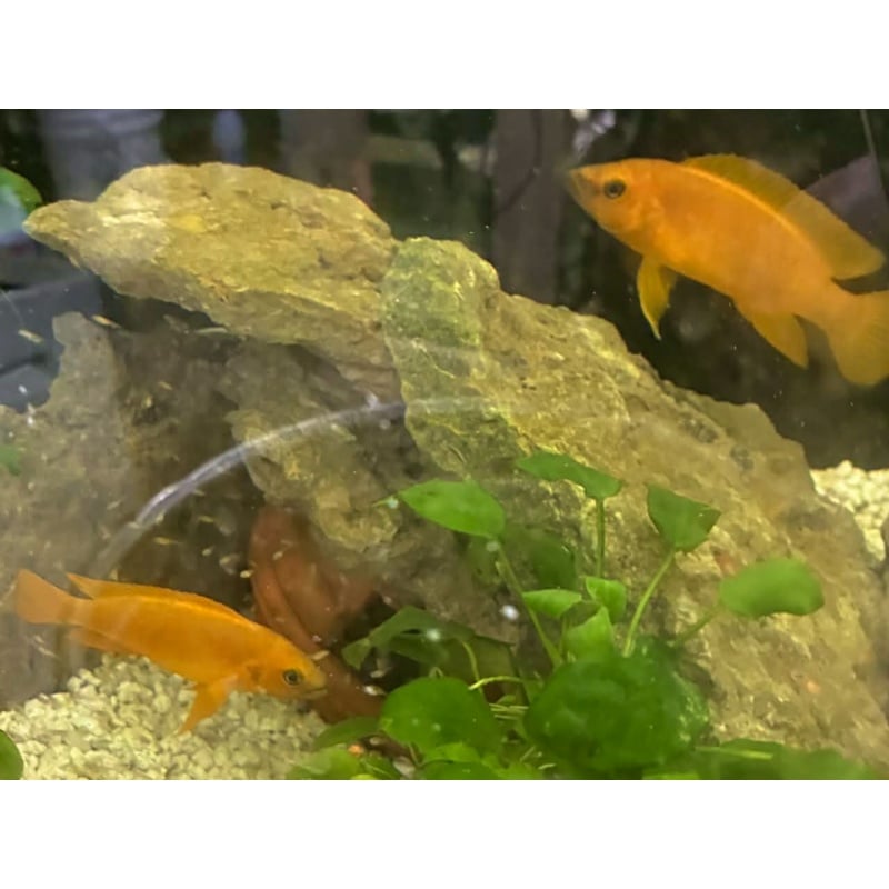 10 juvenile N. Leleupi $25  plus shipping
