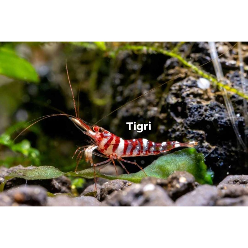 Sulawesi shrimp and snail