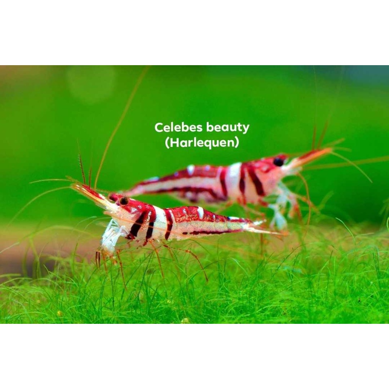 Sulawesi shrimp and snail