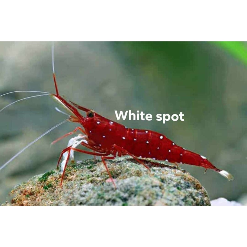 Sulawesi shrimp and snail