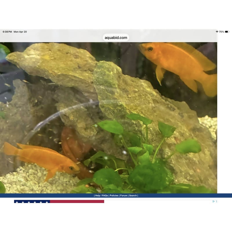 Neolamprologus Leleupi Juveniles (10 pack)