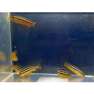 8 auratus