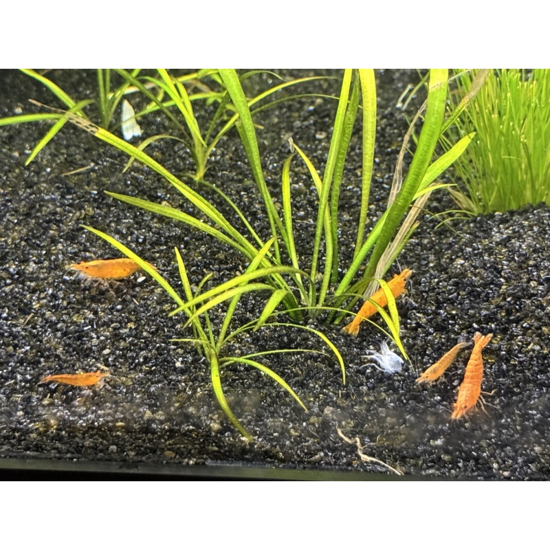 40 Neocaridina “Autumn Mix” Shrimp