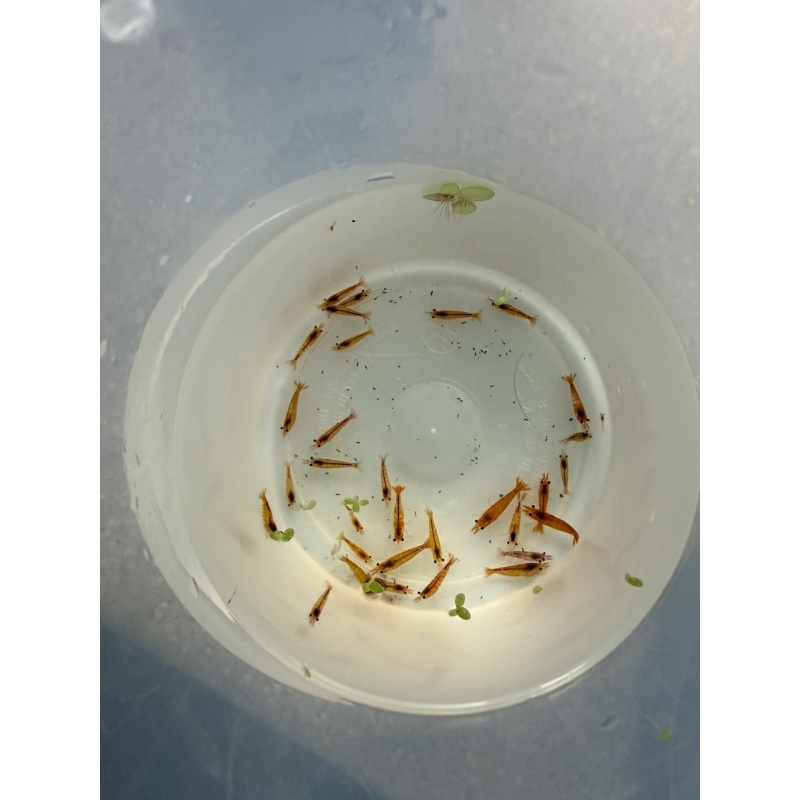 40 Neocaridina “Autumn Mix” Shrimp