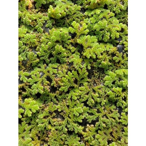 1 lb azolla
