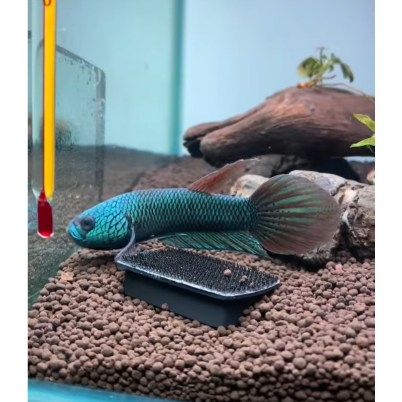 protect from extinction wild betta antuta blue azure pair