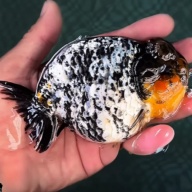 Goldfish Premium Select Our Choice White Tiger/Granite Calico Ranchu