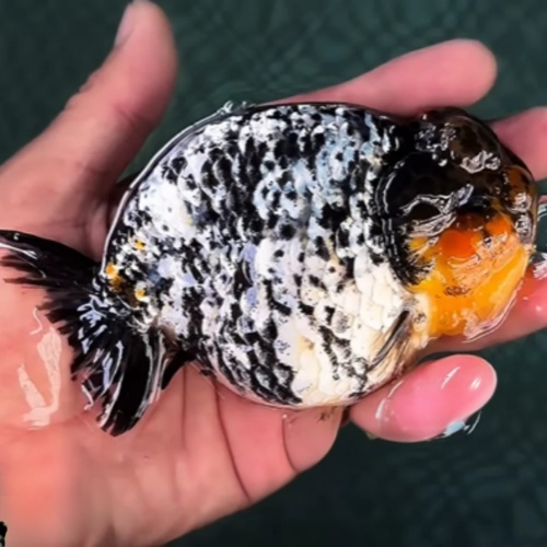 Goldfish Premium Select Our Choice White Tiger/Granite Calico Ranchu