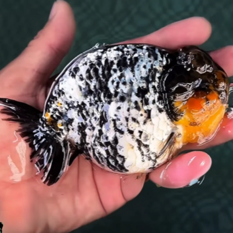 Goldfish Premium Select Our Choice White Tiger/Granite Calico Ranchu