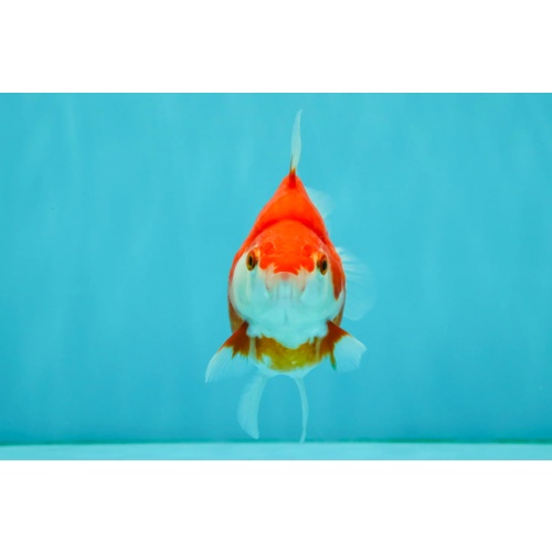 A Grade Red White Ryukin Female 4 inches