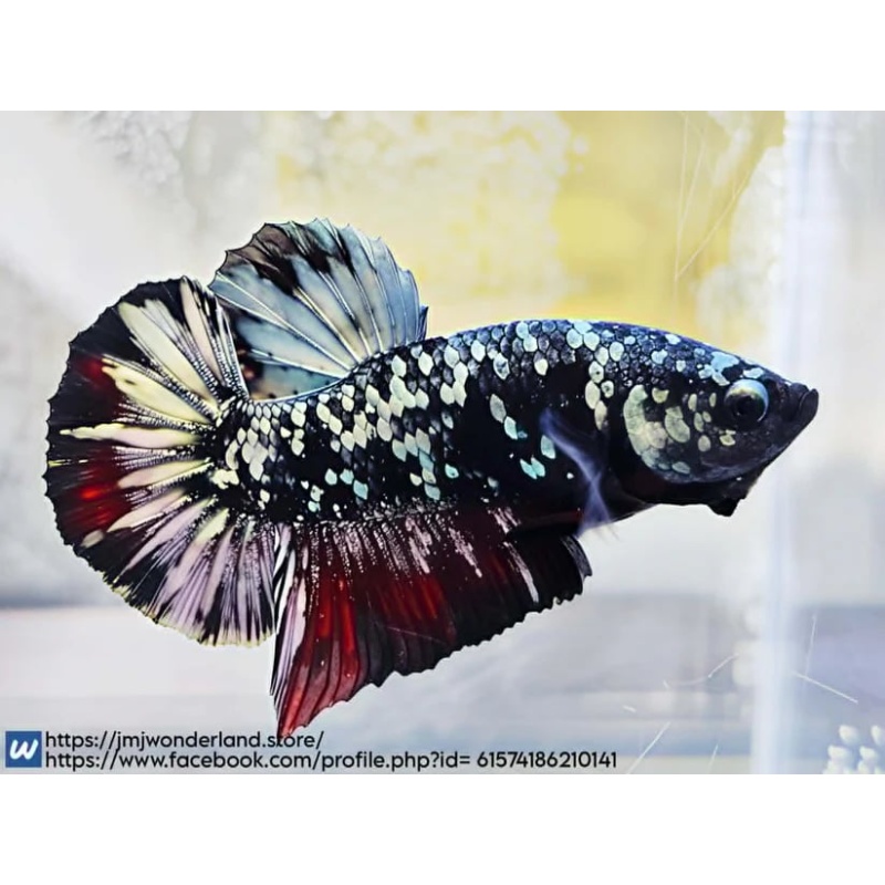 1x Live Avatar Red Glitter HMPK Male Betta LIVE ARRIVAL GUARANTEE (WYSIWYG) H302