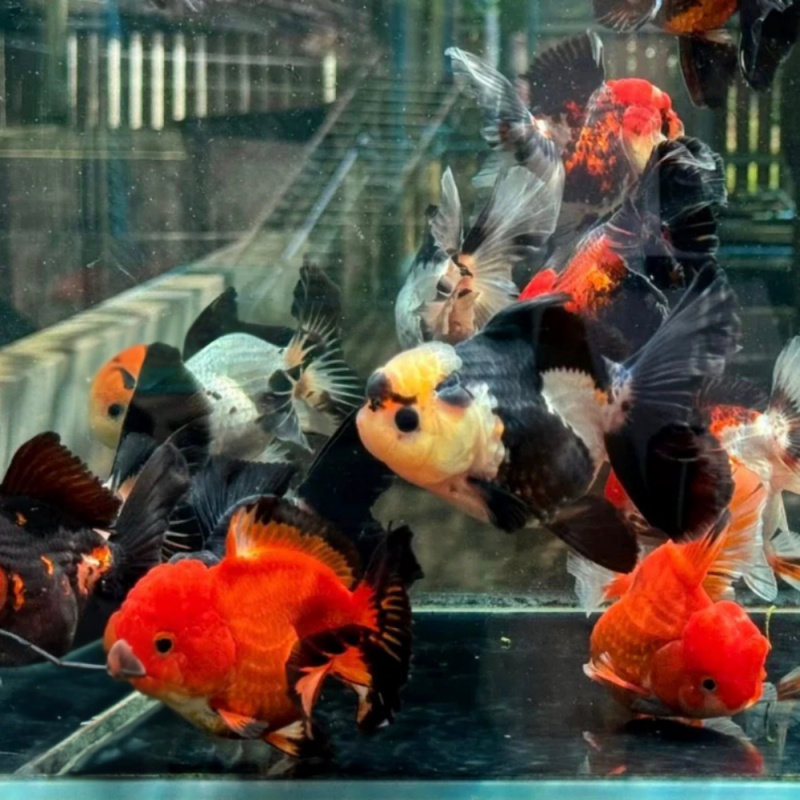 Goldfish Premium Thai Oranda,2" Body Mix Color